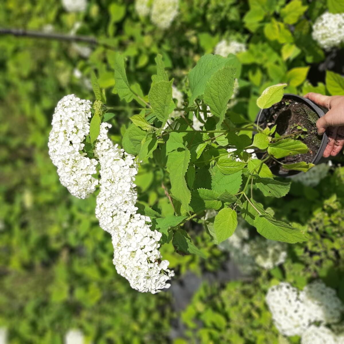 dekoratīvie koku krūmi