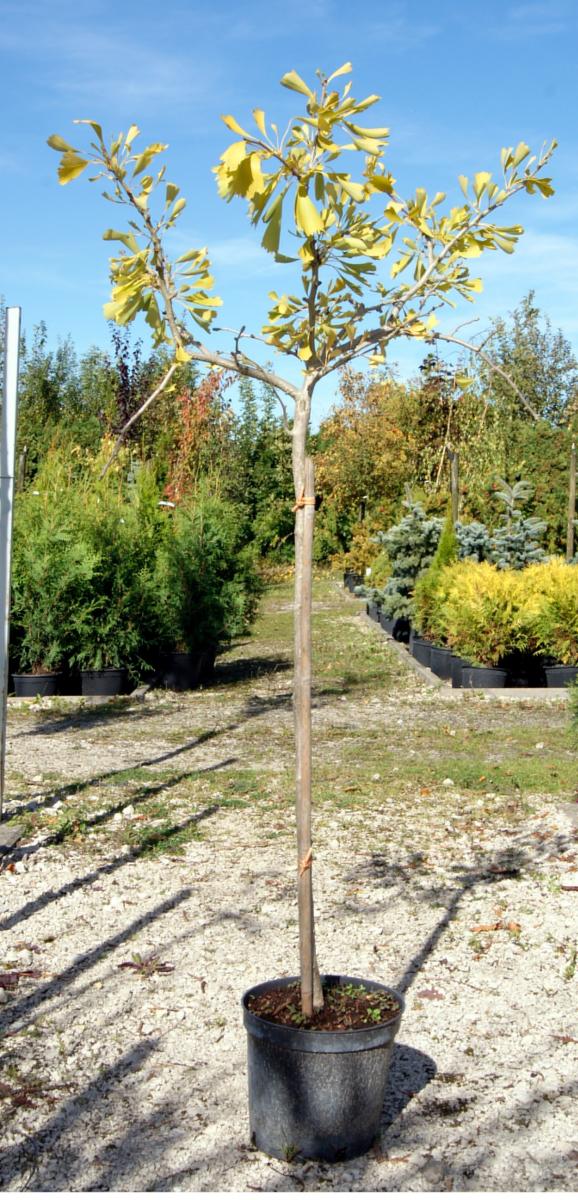 dekoratīvie koku krūmi